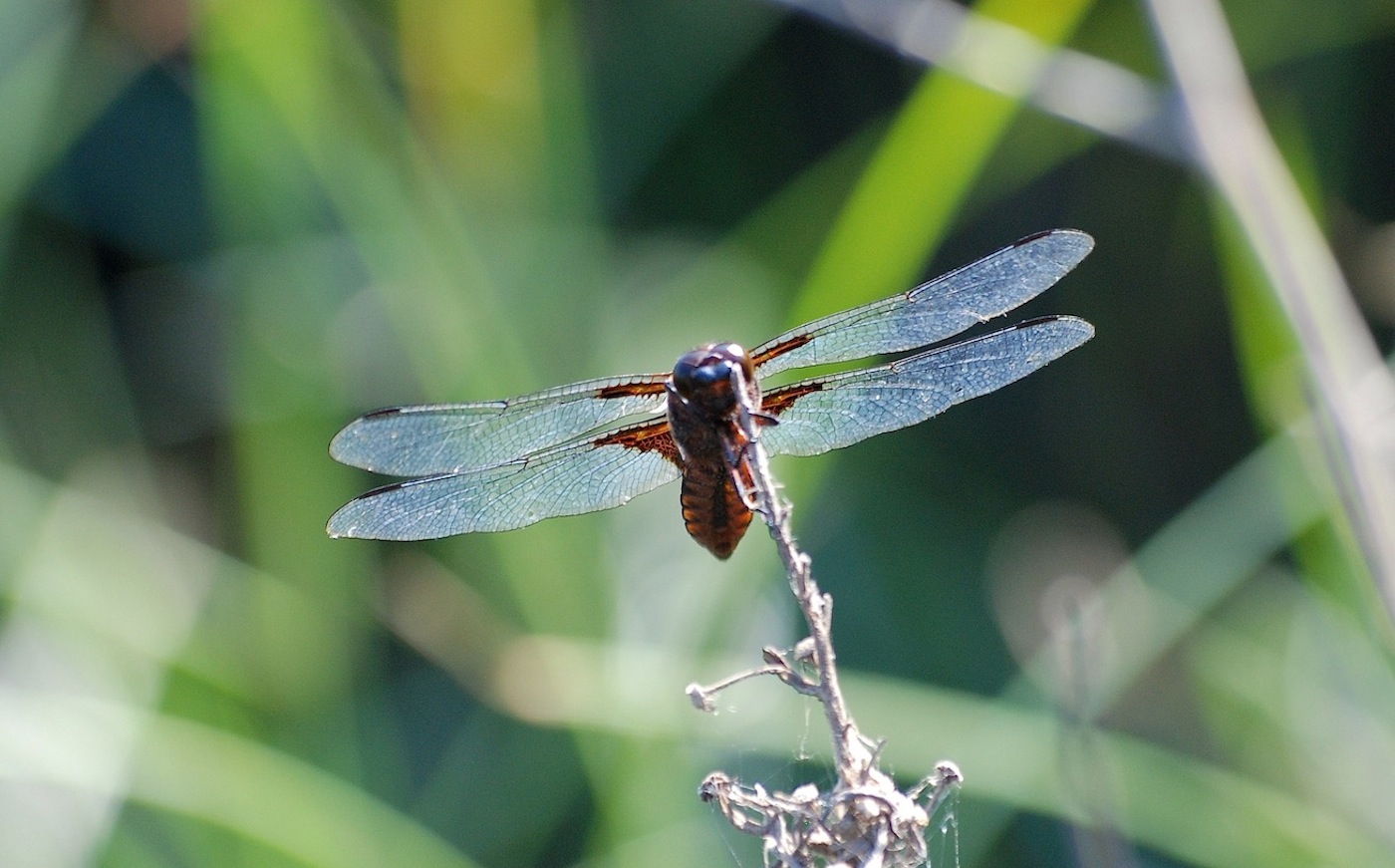 Identificazione 10 - Libellula depressa